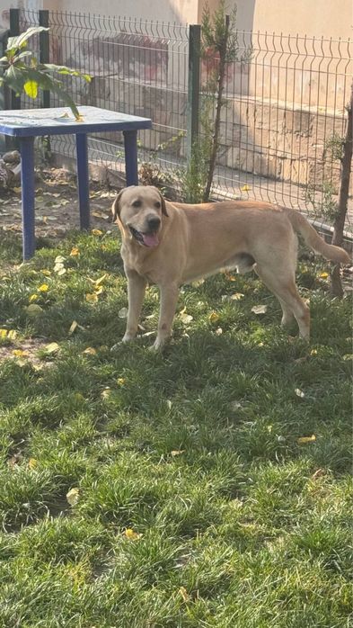 Лабрадор в добрые руки