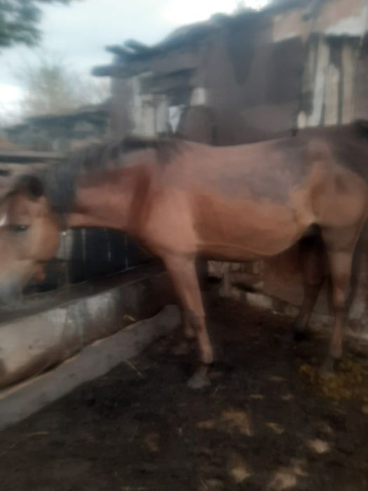 Срочно продам кобылу