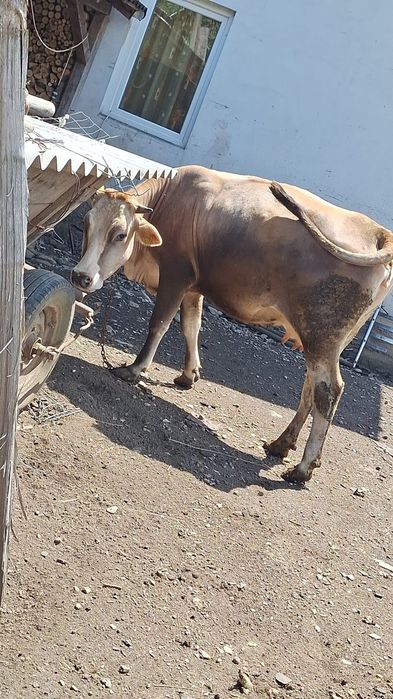 Vacă brună de maramureș