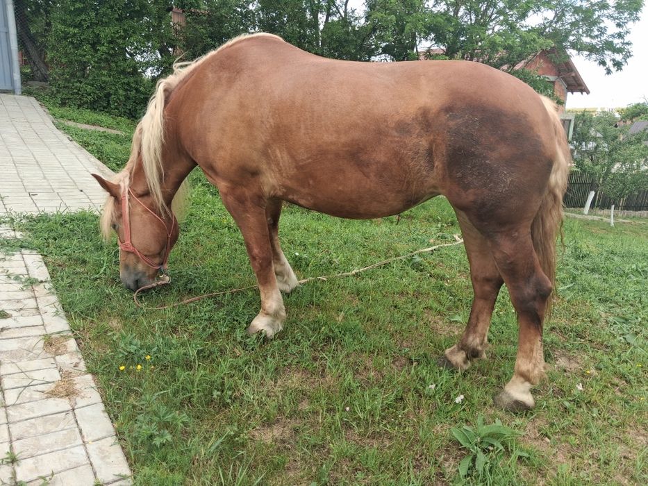 Vand iapa de 3 ani sau schimb cu tractor sau cu vaca cu vițel