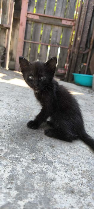 Donez 3 pui de pisica adorabili