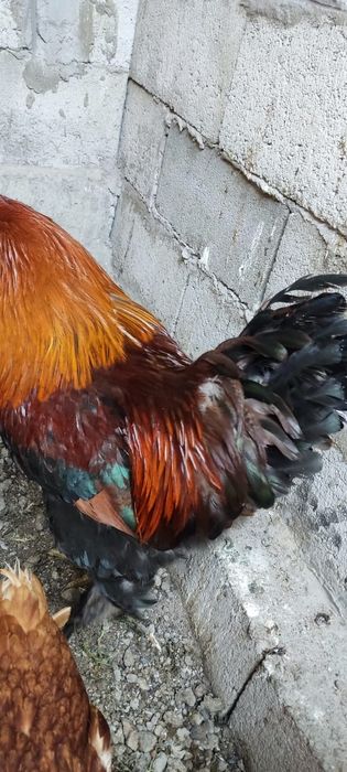 Петух красивый молодой продам