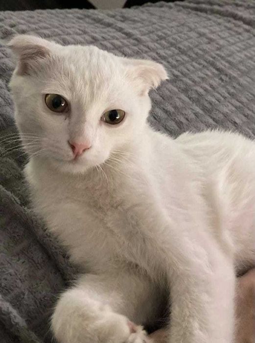 Котенок мальчик метис  турецкой  ангоры и вислоухого шотландца