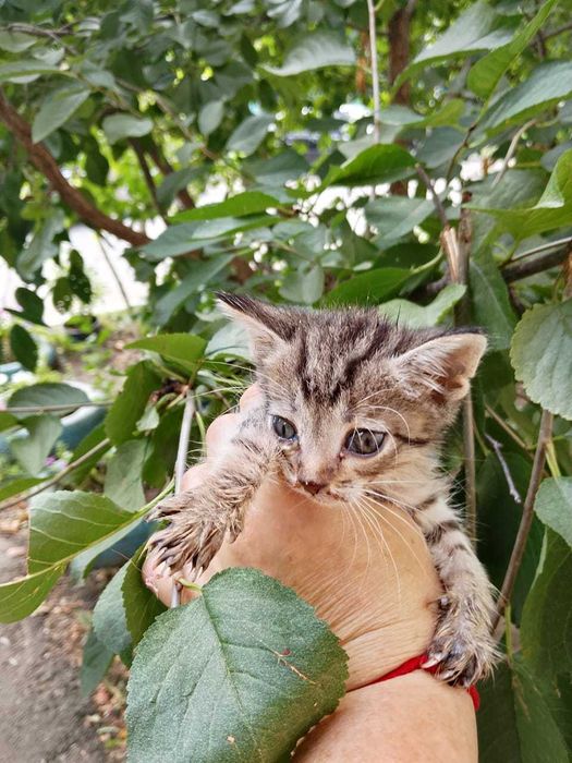 Отдам в добрые руки котят
