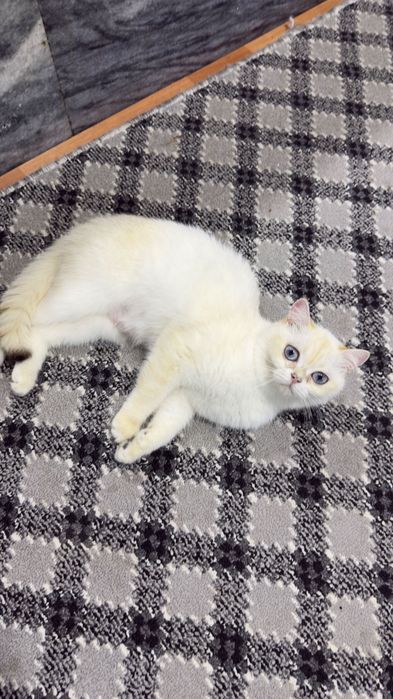 Британский поинт