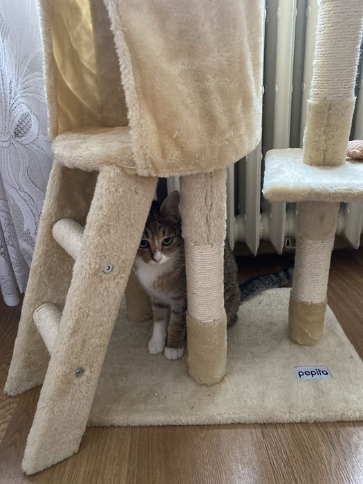 Casuta pentru pisici