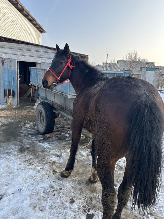 Айғыр сатылады апитит зор