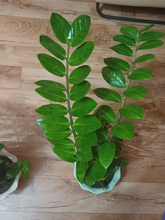 Продам цветы комнатные.