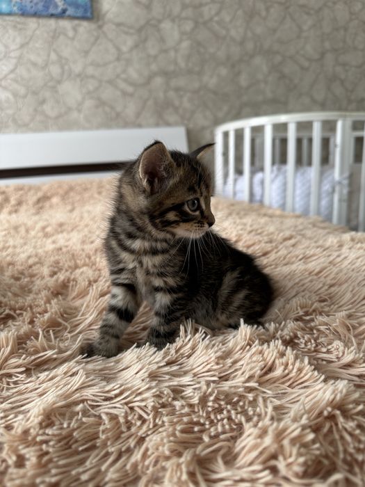 Отдам котят в добрые руки