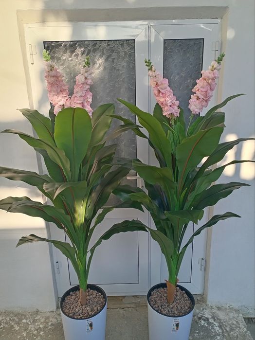 Суний ва декоротив гуллар 80мингдан бошлаб