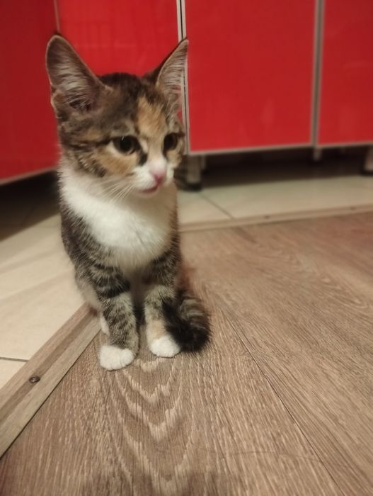 Срочно! Котенок девочка ищет дом!