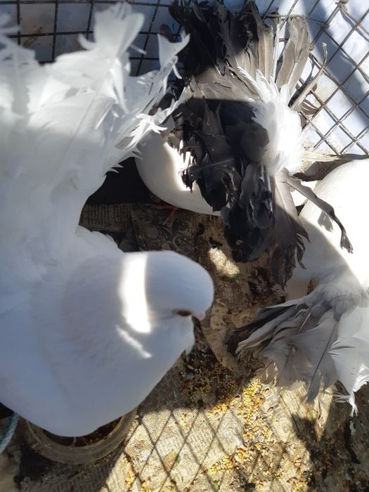 Продам голубей пародистых