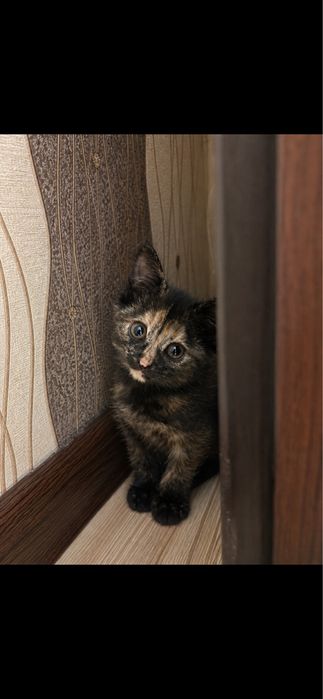 Текин/Бесплатные котята