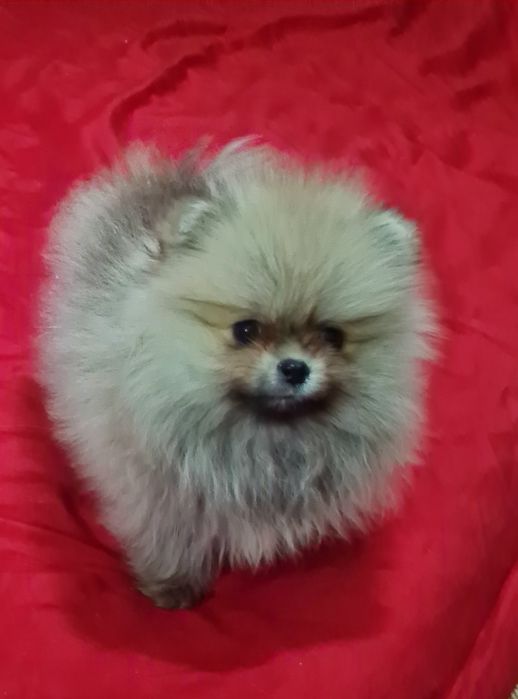 Померан мини женско