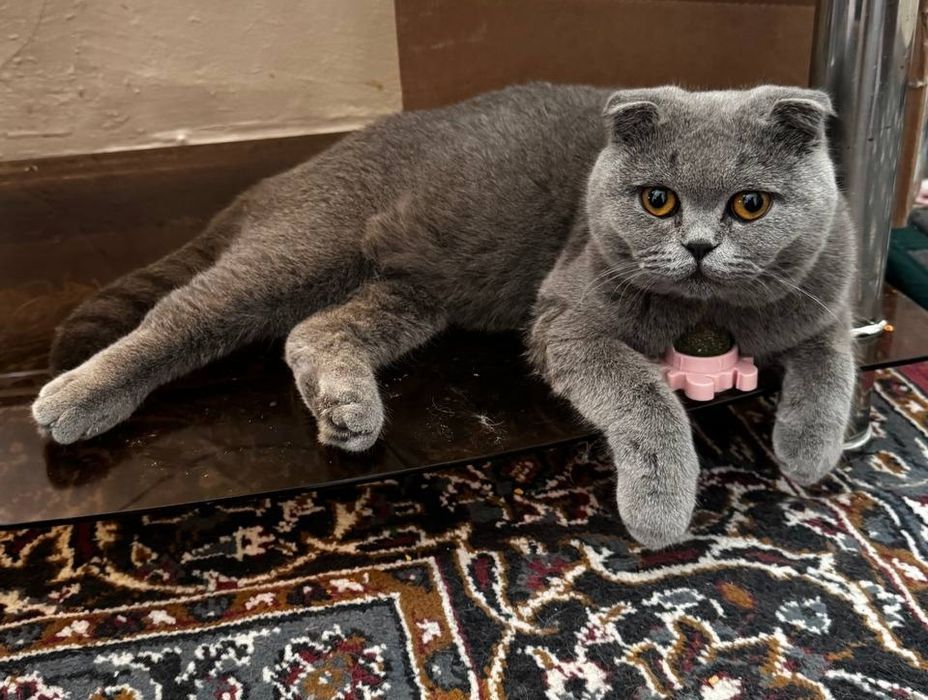 Продаётся британский кот (мальчик) скотиш фолд. Очень добрый и ласковы