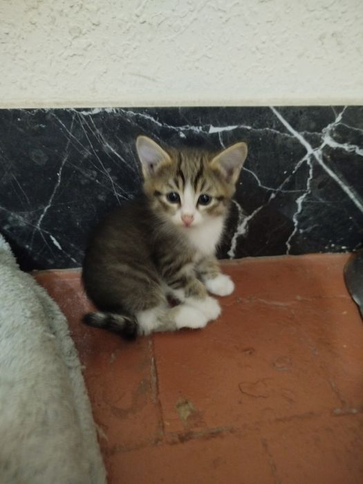 Котята БЕСПЛАТНО в добрые руки