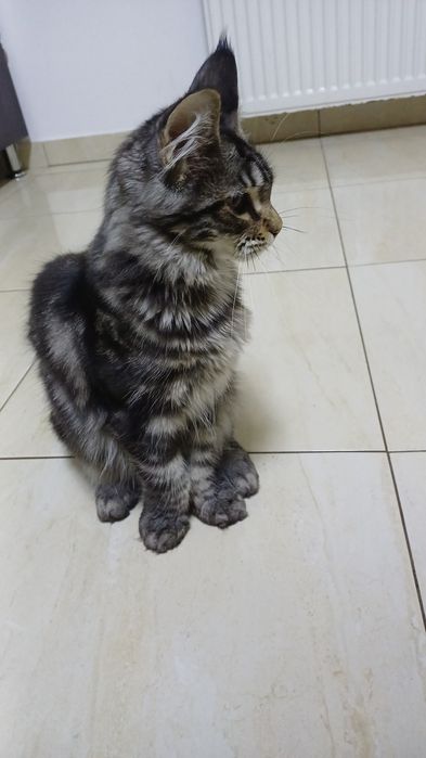 Se vinde Fetiță  Maine Coon cu Pedigree si drep de reproducere