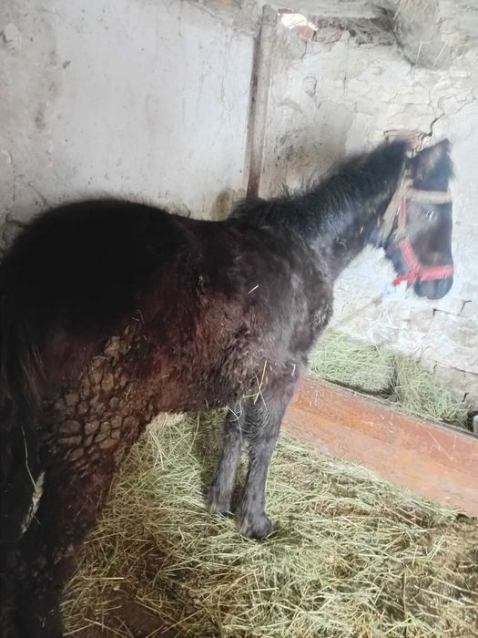 Конче на 7 месеца