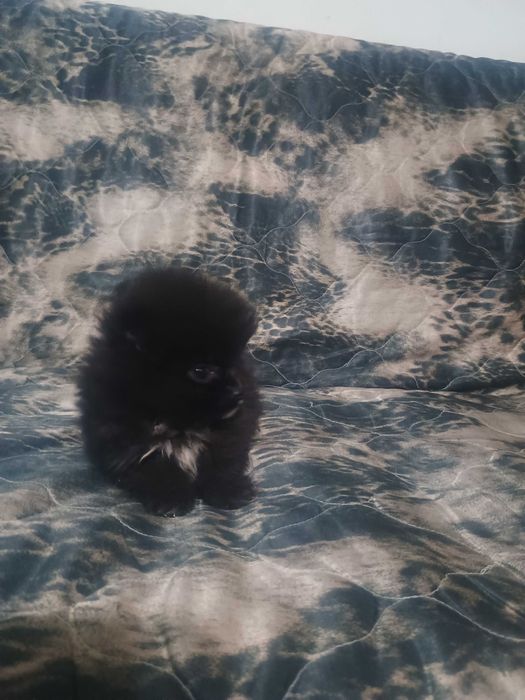 Свободно момче померан