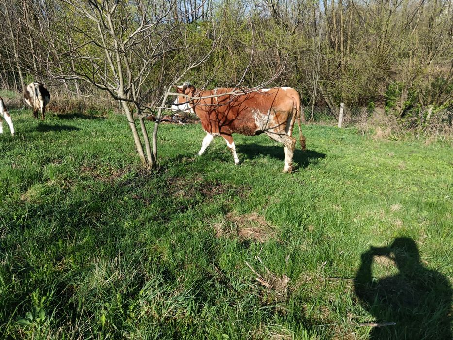 Junca prima fătare cu Vițică bălțată ,6 săptămâni negociabil