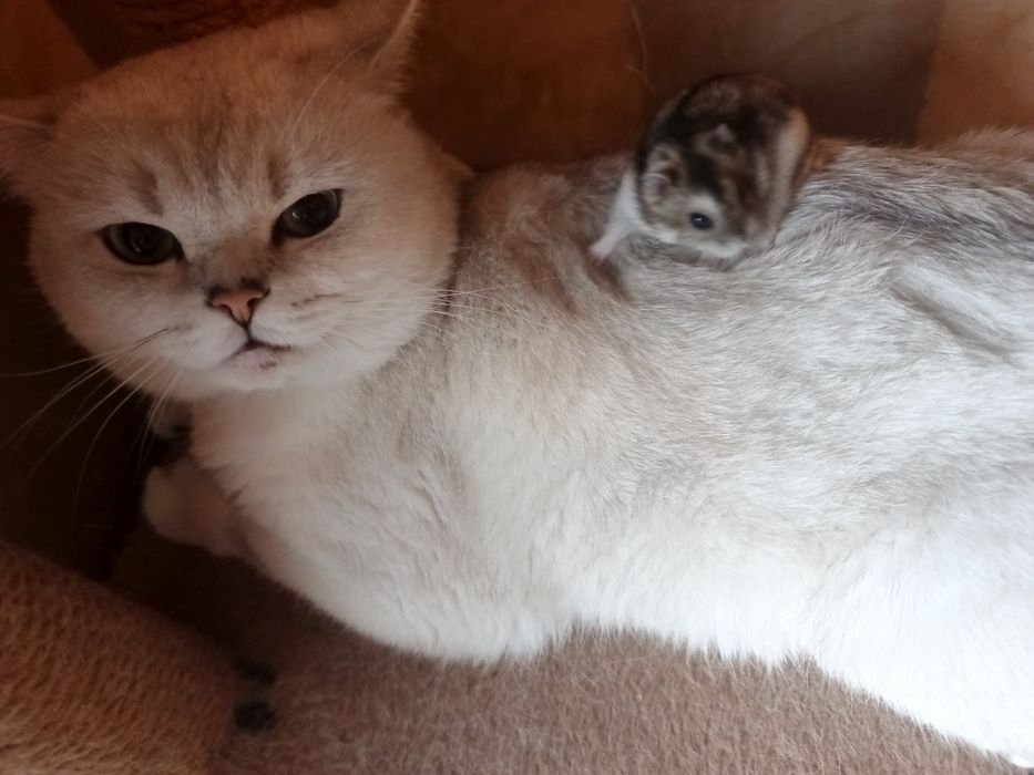 Зоогостиница передержка