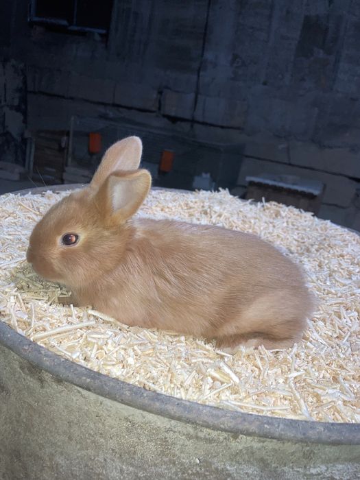 Zotli quyon bolalari sotiladi