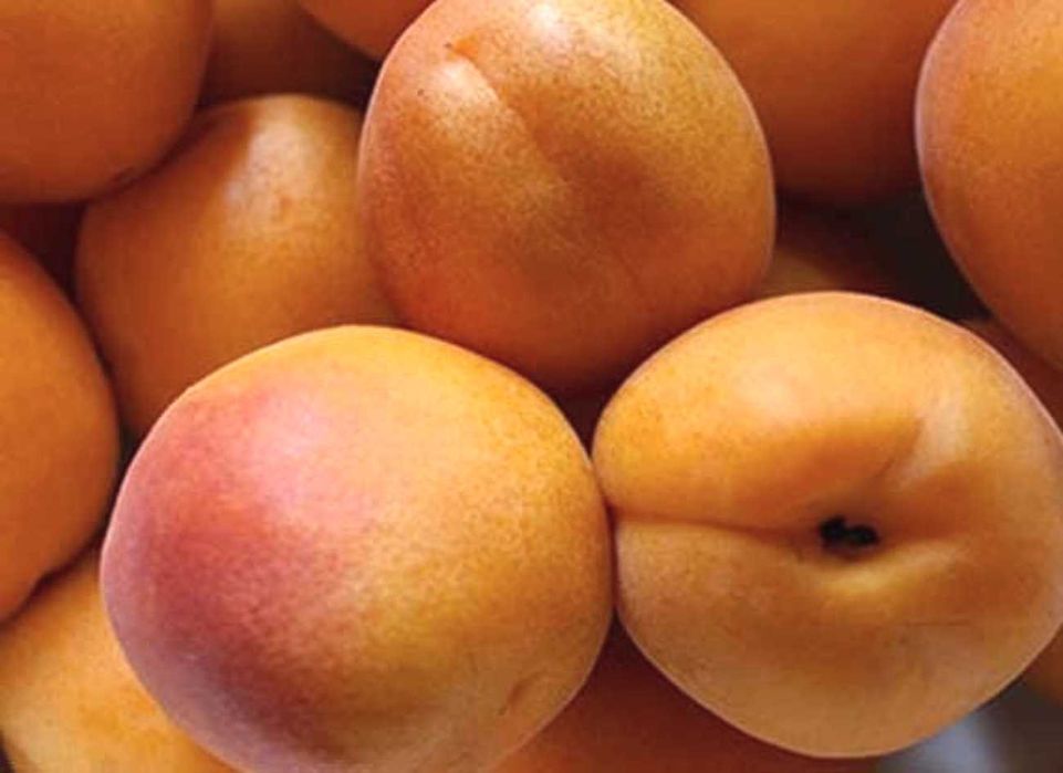 Вишня войлочная персик абрикос