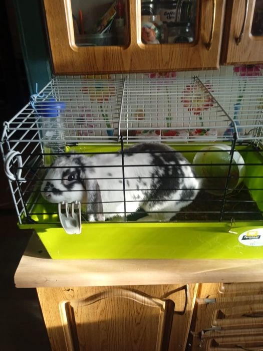 Декоративный кролик