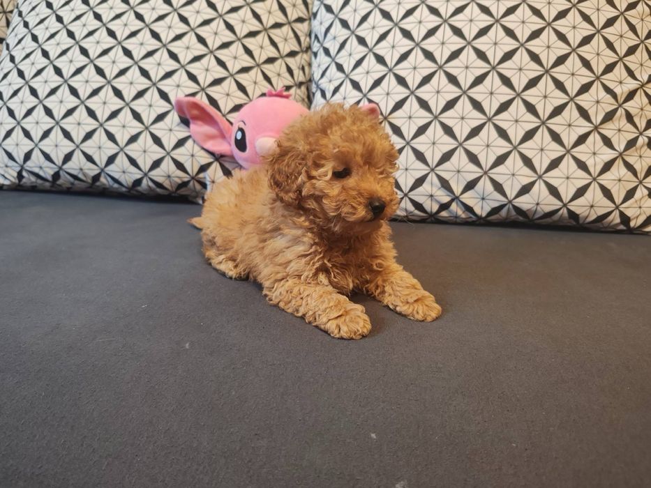 Малтипу  -  женско