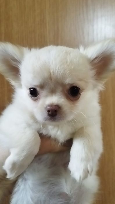 Чихуахуа-миники щенки