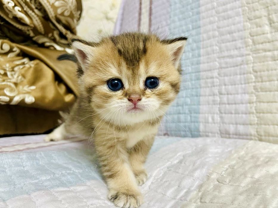 Британские шиншиллы чистокровные