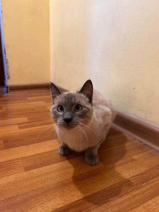 Отдам бесплатно в добрые руки