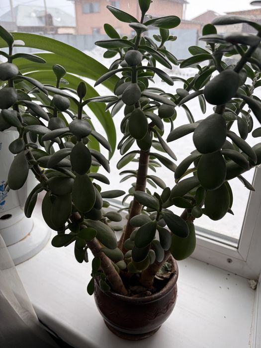 Продам комнатные цветы