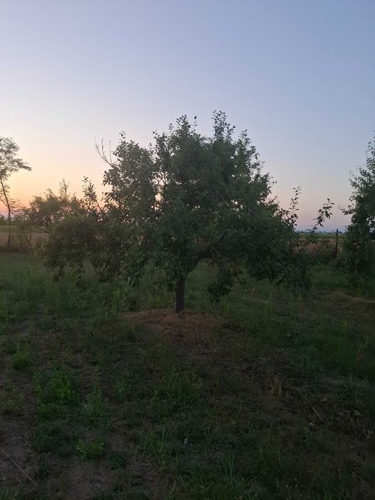 Vând prune, neculese