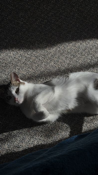 DONEZ două pisici și un motan