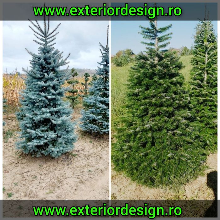 Plante ornamentale, spirale, pon pon, glob aurea/verde etc