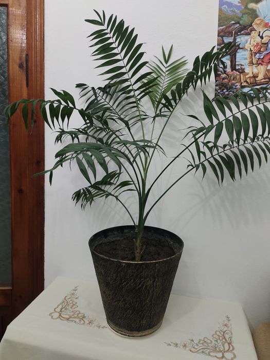 Хамедорея изящная