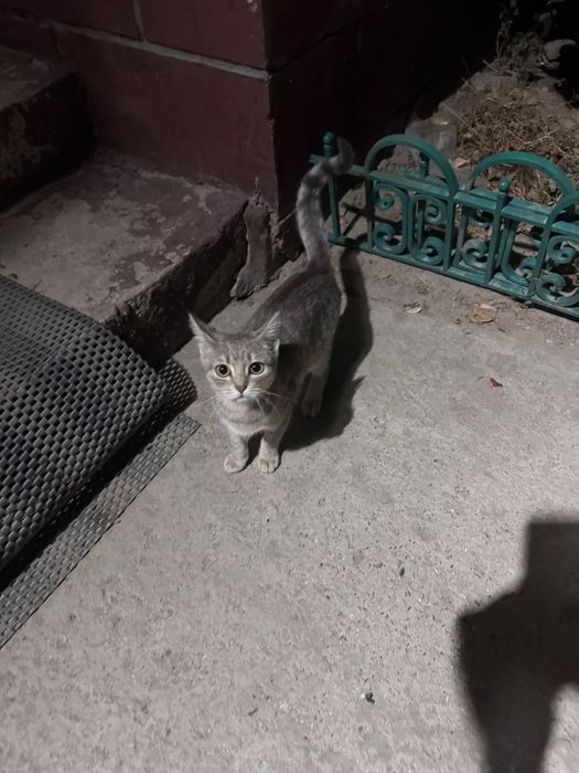 Ойдамыз дарымен кошку