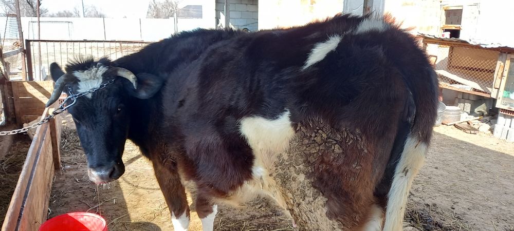 Сиыр сатылады бағасы 380000