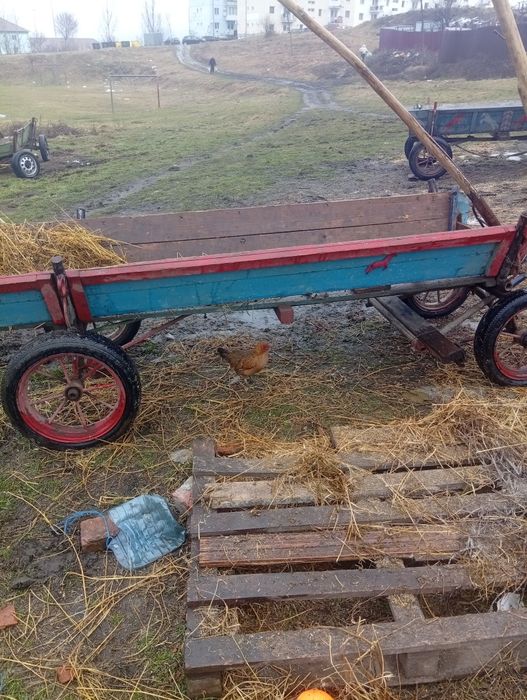 De vânzare armăsar cuminte și caruta