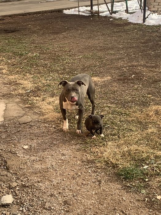 Американский пит-бултерьер девочка