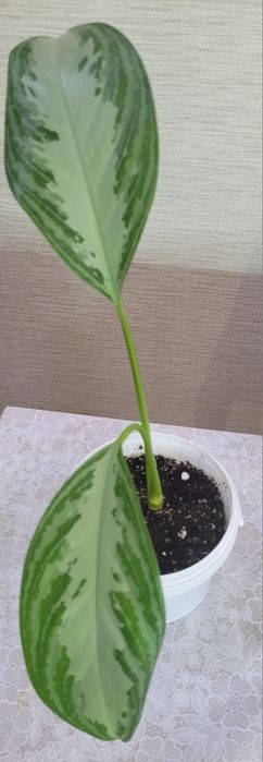 Аглаонема Аглаонема