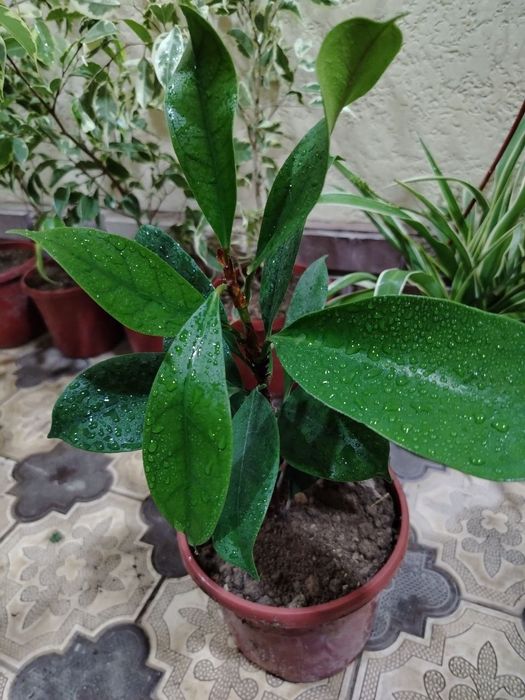 Комнатные цветы, растение, Гуллар, гул, Gul, Honaki gullar