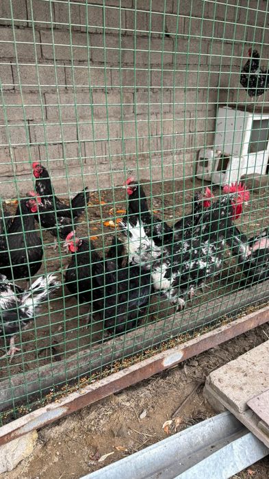 Продаются молодые куры.