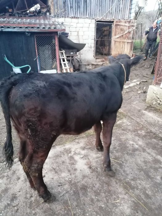 Vand juninca Angus cu vițica