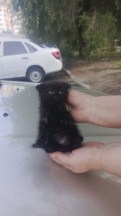 Отдам в добрые рука,вислоухий