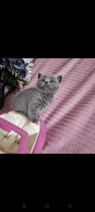 Британские котята