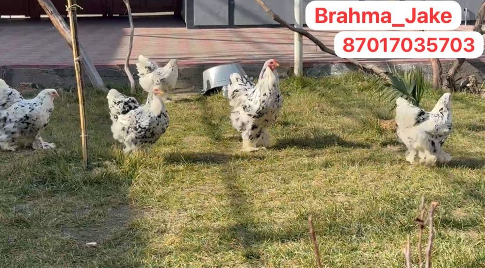 Брама Мрамор Далматинка