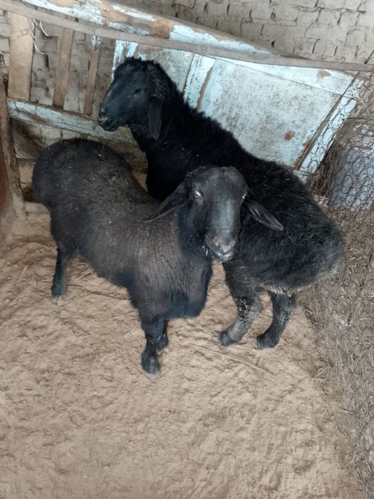 Qoʻchqorlar sotiladi soni ikkita yem yeb turganidan