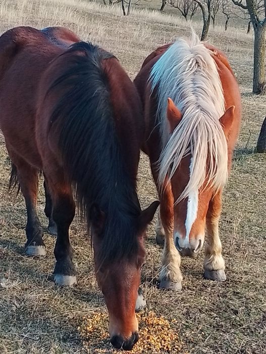 Noateni de vânzare, murgul cal și blonda iapa
